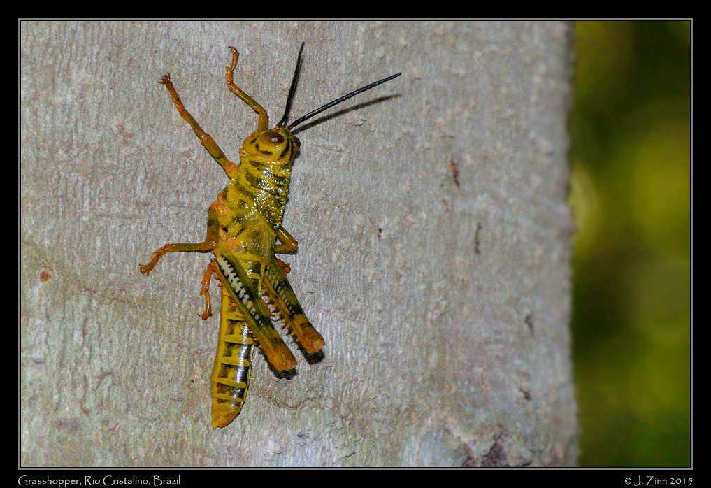 grasshopper_6263a