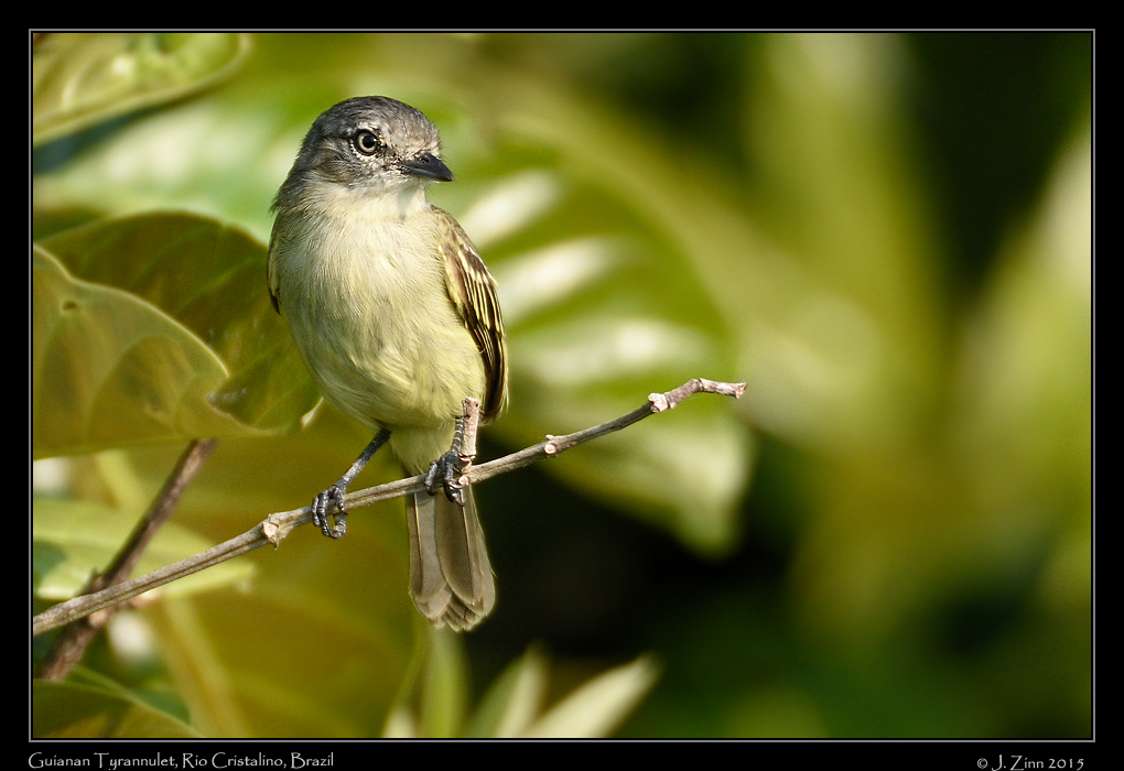guianan_tyrannule_0663a