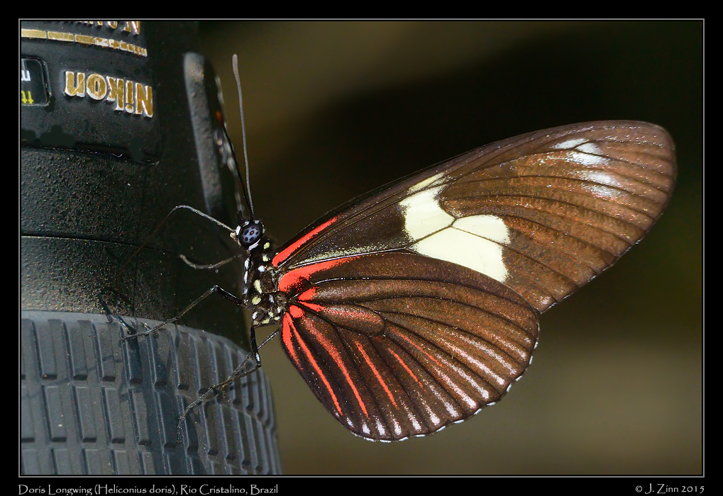 heliconius_doris_6280a