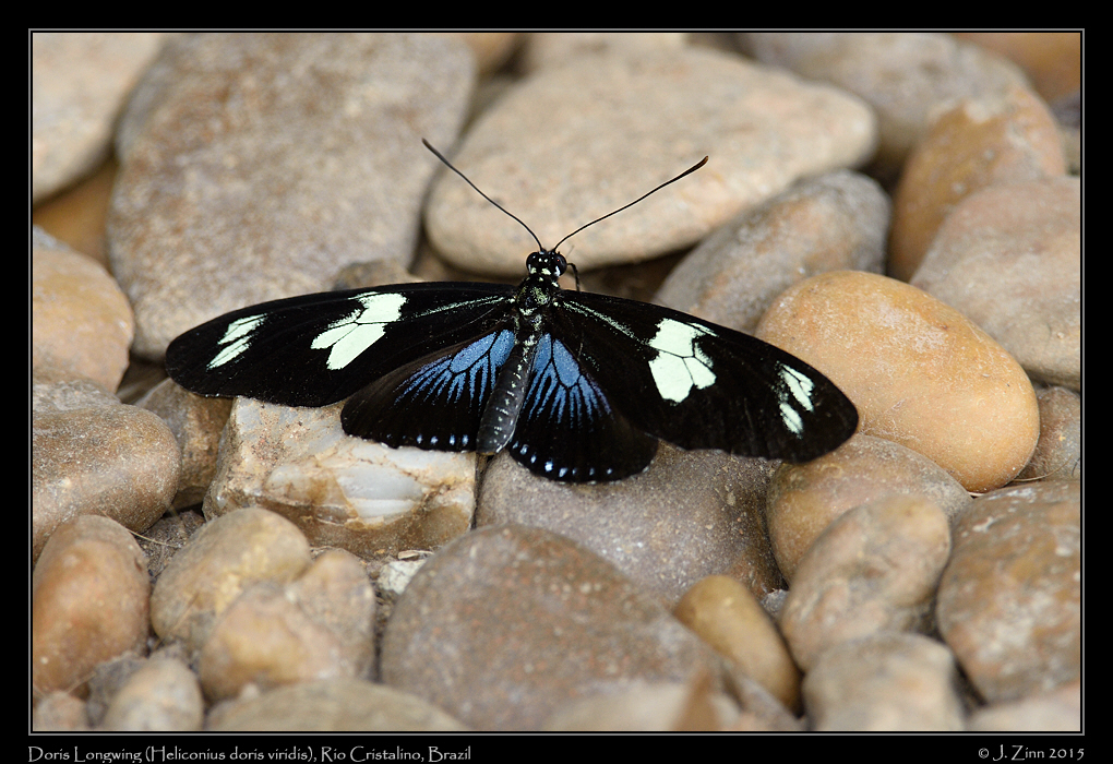 heliconius_doris_viridis_0697a