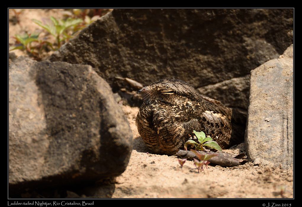 ladder_tailed_nightjar_0382a