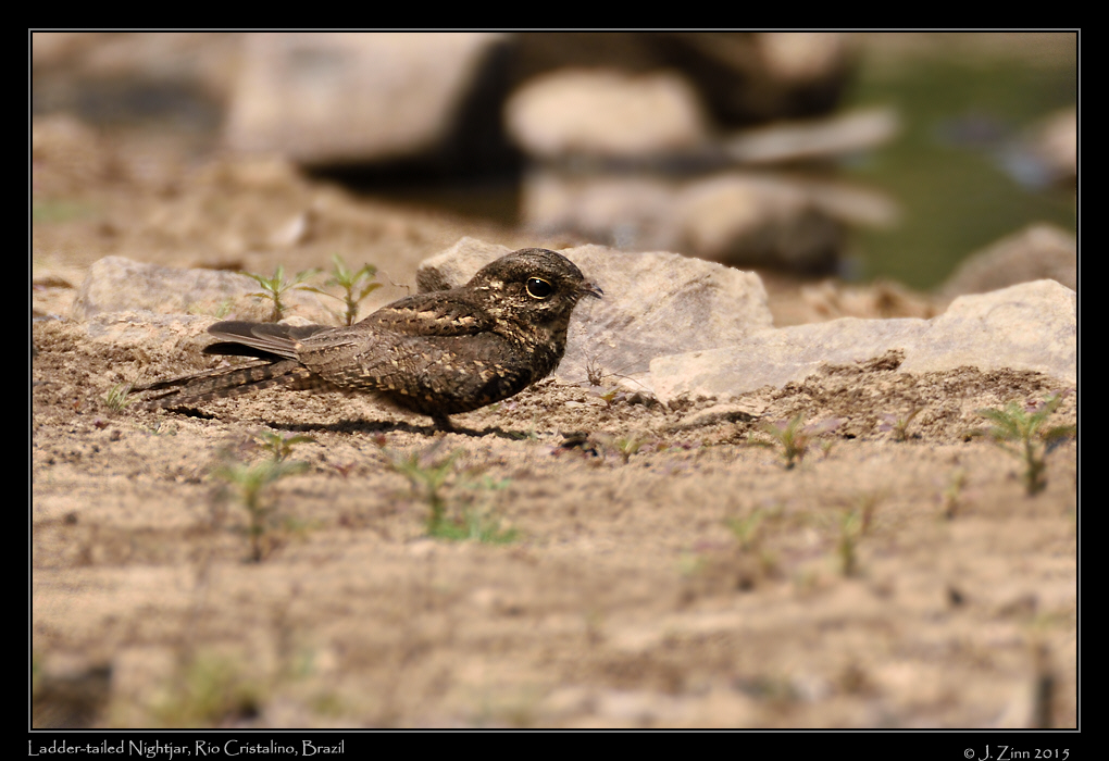 ladder_tailed_nightjar_0407a