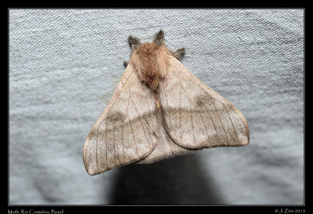 moth_0612a
