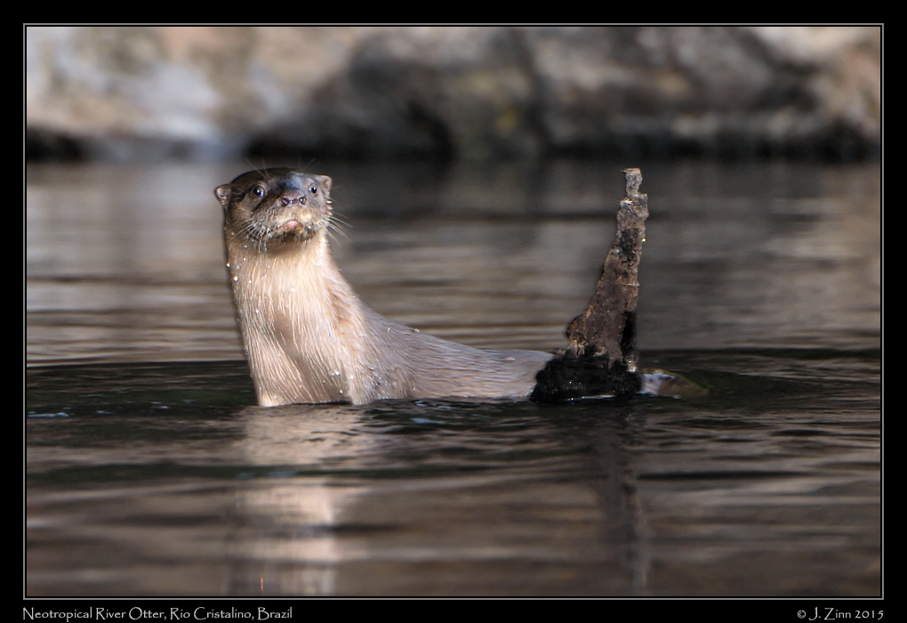 neotropical_river_otter_0209a