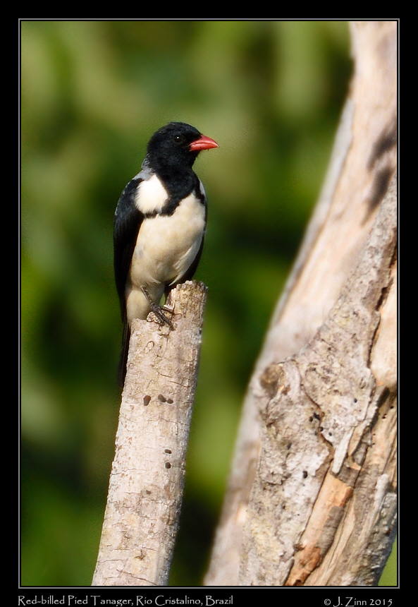 red_billed_pied_tanager_0632a