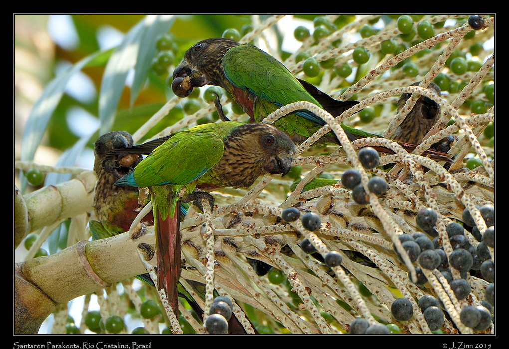 santarem_parakeets_0245a