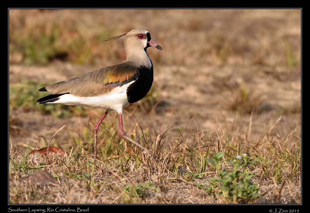 southern_lapwing_0364a