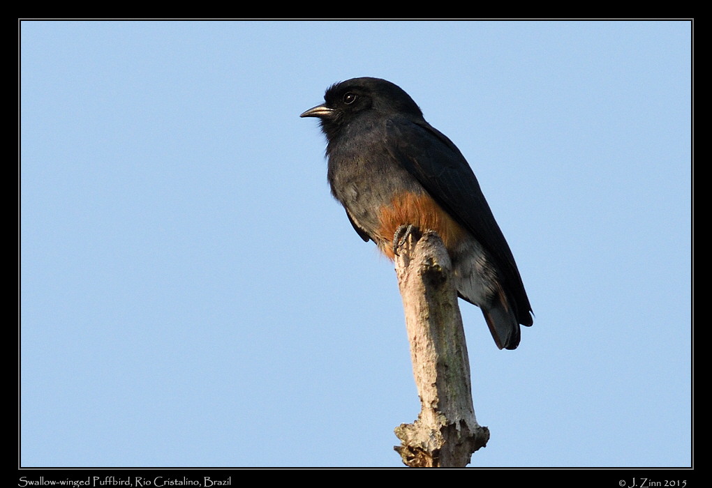 swallow_winged_puffbird_0358a