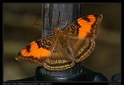  Mesentina Sister (Adelpha mesentina),  Rio Cristalino, Brazil � Janet Zinn 2015