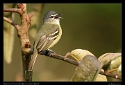  Amazonian Tyrannulet, Rio Cristalino, Brazil � Janet Zinn 2015