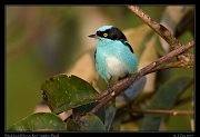  Black-faced Dacnis, Rio Cristalino, Brazil � Janet Zinn 2015