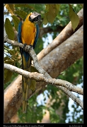  Blue-and-Yellow Macaw, Rio Cristalino, Brazil � Janet Zinn 2015