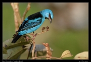  Blue Dacnis, Rio Cristalino, Brazil � Janet Zinn 2015