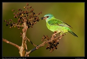  BlueDacnis (female), Rio Cristalino, Brazil � Janet Zinn 2015
