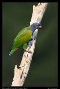  Blue-headed Parrot, Rio Cristalino, Brazil � Janet Zinn 2015