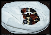  Coral Snake,  Rio Cristalino, Brazil � Janet Zinn 2015