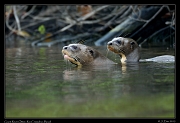  Giant River Otters, Rio Cristalino, Brazil � Janet Zinn 2015
