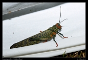  Grasshopper,  Rio Cristalino, Brazil � Janet Zinn 2015