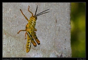 Grasshopper,  Rio Cristalino, Brazil � Janet Zinn 2015