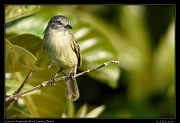  Guianan Tyrannulet, Rio Cristalino, Brazil � Janet Zinn 2015