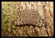  Variable Cracker (Hamadryas feronia farinulenta),  Rio Cristalino, Brazil � Janet Zinn 2015