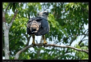  Harpy Eagle, Rio Cristalino, Brazil � Janet Zinn 2015