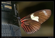  Doris Longwing (Heliconius doris),  Rio Cristalino, Brazil � Janet Zinn 2015