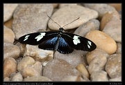  Doris Longwing (heliconius doris viridis),  Rio Cristalino, Brazil � Janet Zinn 2015