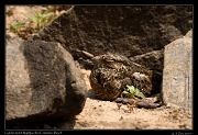 Ladder-tailed Nightjar, Rio Cristalino, Brazil � Janet Zinn 2015