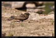  Ladder-tailed Nightjar, Rio Cristalino, Brazil � Janet Zinn 2015