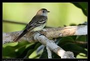  Large Elaenia, Rio Cristalino, Brazil � Janet Zinn 2015