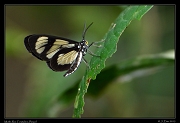  Moth sp.  Rio Cristalino, Brazil � Janet Zinn 2015