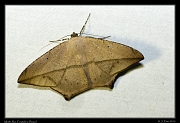  Moth sp.  Rio Cristalino, Brazil � Janet Zinn 2015