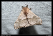  Moth sp.  Rio Cristalino, Brazil � Janet Zinn 2015