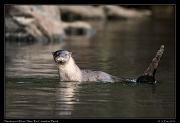  Neotropical River Otter, Rio Cristalino, Brazil � Janet Zinn 2015