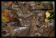  Ocellated Poorwill, Rio Cristalino, Brazil � Janet Zinn 2015