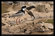  Pied Plover, Rio Cristalino, Brazil � Janet Zinn 2015