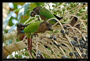  Santarem Parakeets, Rio Cristalino, Brazil � Janet Zinn 2015
