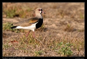  Southern Lapwing, Rio Cristalino, Brazil � Janet Zinn 2015