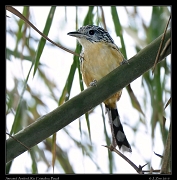  Striated Antshrike, Rio Cristalino, Brazil � Janet Zinn 2015