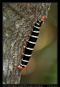  Tetrio Sphinx Moth Caterpiller (Pseudosphinx tetrio),  Rio Cristalino, Brazil � Janet Zinn 2015