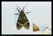  Tiger Moth,  Rio Cristalino, Brazil � Janet Zinn 2015