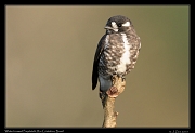  White-browed Purpletuft, Rio Cristalino, Brazil � Janet Zinn 2015