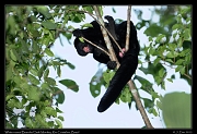  White-nosed Bearded Saki Monkey, Rio Cristalino, Brazil � Janet Zinn 2015