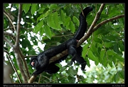  White-nosed Bearded Saki Monkey, Rio Cristalino, Brazil � Janet Zinn 2015