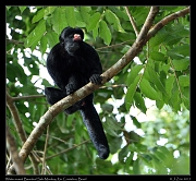  White-nosed Bearded Saki Monkey, Rio Cristalino, Brazil � Janet Zinn 2015