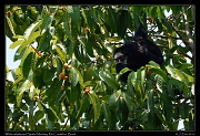  White-whiskered Spider Monkey, Rio Cristalino, Brazil � Janet Zinn 2015
