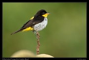  Yellow-backed Tanager, Rio Cristalino, Brazil � Janet Zinn 2015