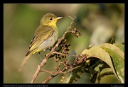  Yellow-backed Tanager (female),  Rio Cristalino, Brazil � Janet Zinn 2015