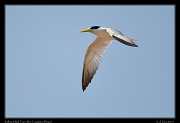  Yellow-billed Tern,  Rio Cristalino, Brazil � Janet Zinn 2015